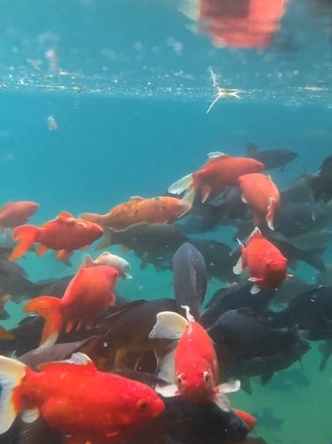 济南小伙拍到趵突泉水下世界,锦鲤成群结队……|鱼|猪|鲤_新浪新闻