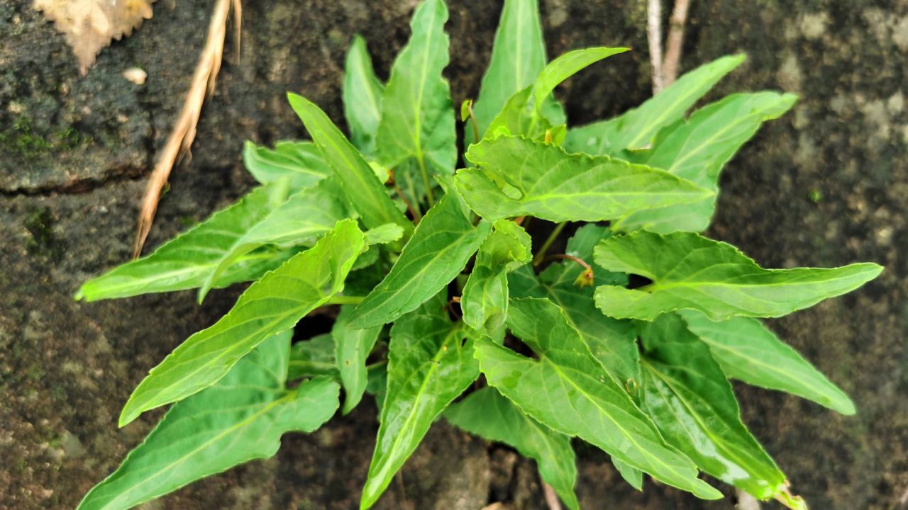 叶子像犁头叫犁头草,紫花地丁,生活中有3大妙用,号称毒蛇克星|犁头