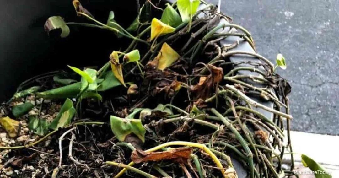 这4种室内植物极少烂根,出问题后很容易挽救