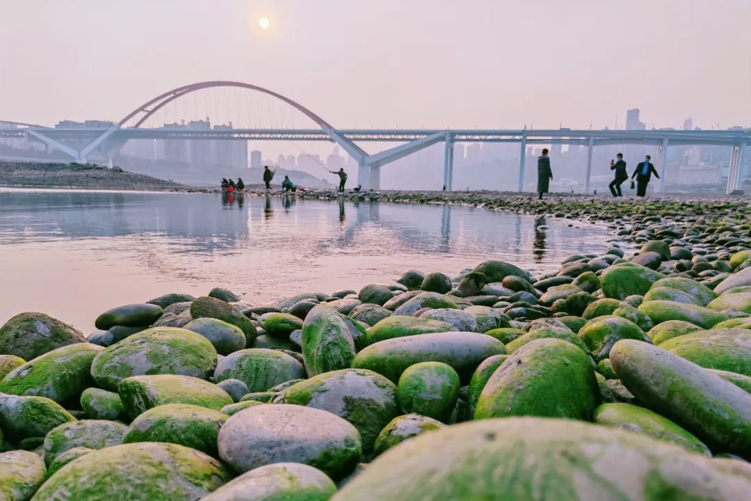 近日,重庆天气晴好,市民在珊瑚坝享受春天.网友cqally/摄