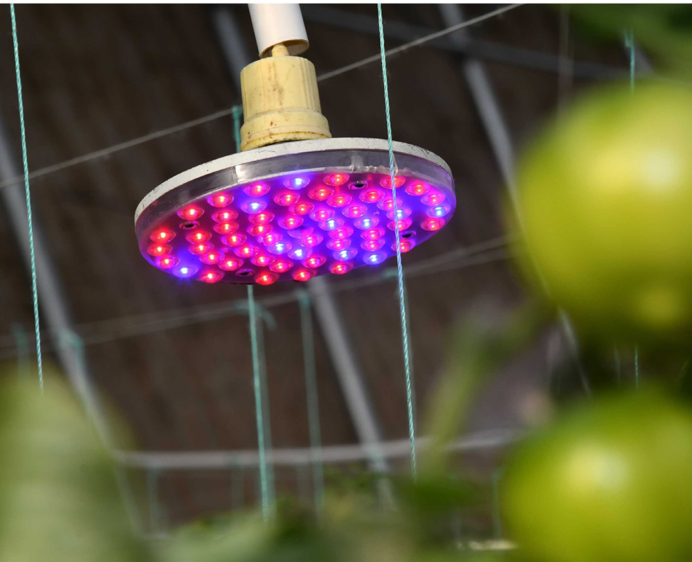 山东寿光ai智慧大棚里的补光灯(郭绪雷/摄)