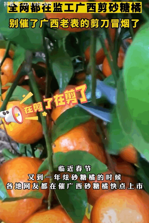 广西人忙着采摘砂糖橘。图源：广西新闻频道