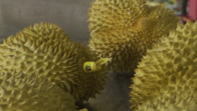 榴莲、山竹等水果经广西“飘香”全国 。图源：广西文化和旅游厅