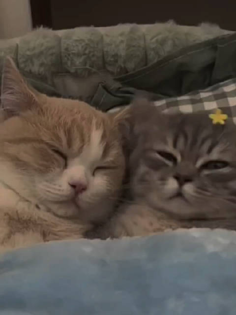 夜深啦,夜猫们也该睡觉觉啦!分享可爱睡觉猫咪给大家,晚安!|猫_新浪新闻