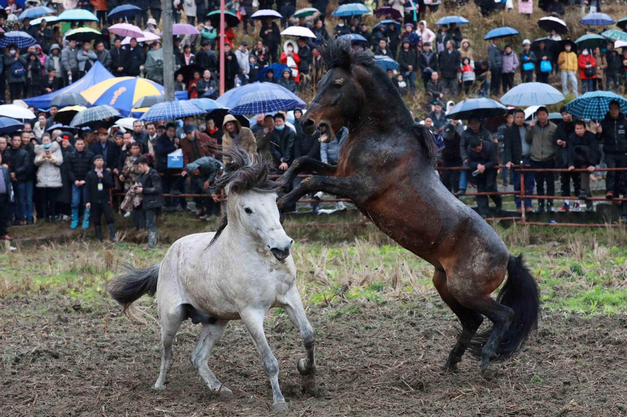 在广西融水苗族自治县香粉乡十六古龙坡会上,两匹马正激烈争斗.