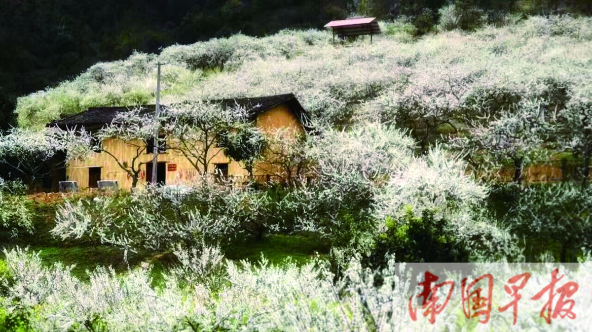 八桂有“李” 邂逅“花”间！广西各地李花绽放，不少游客前去观赏