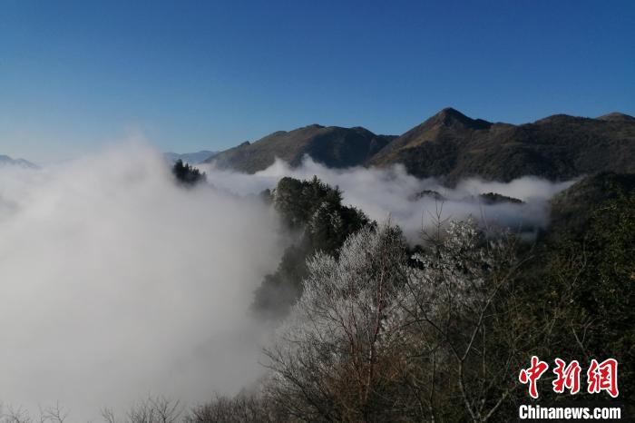 图为重庆五里坡国家级自然保护区的优美景色。周厚林摄