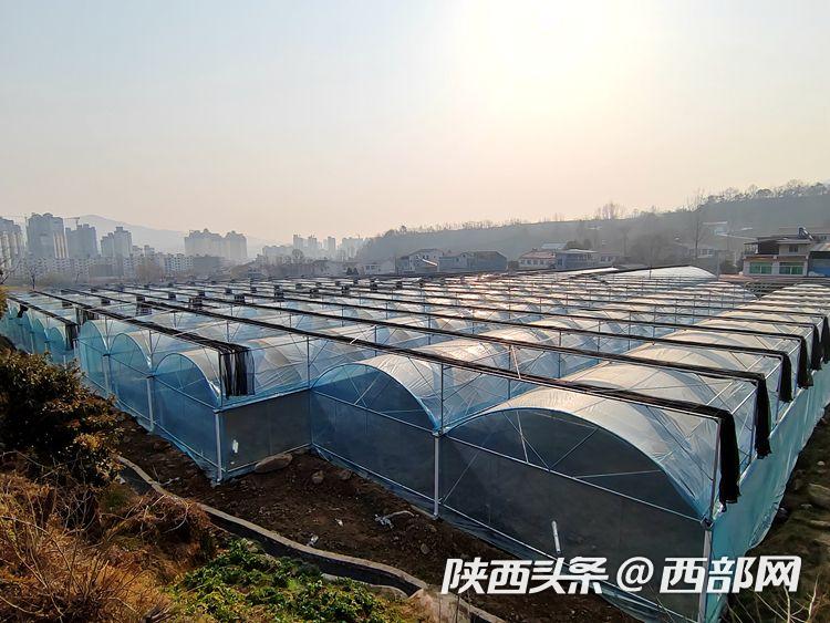 汉阴县城关镇中堰村产业园新建的40余亩智能化连栋大棚
