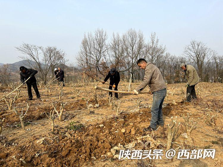 汉阴县平梁镇兴隆佳苑蚕桑产业园里，村民们正热火朝天地在桑园地里抢抓农时种植土豆。