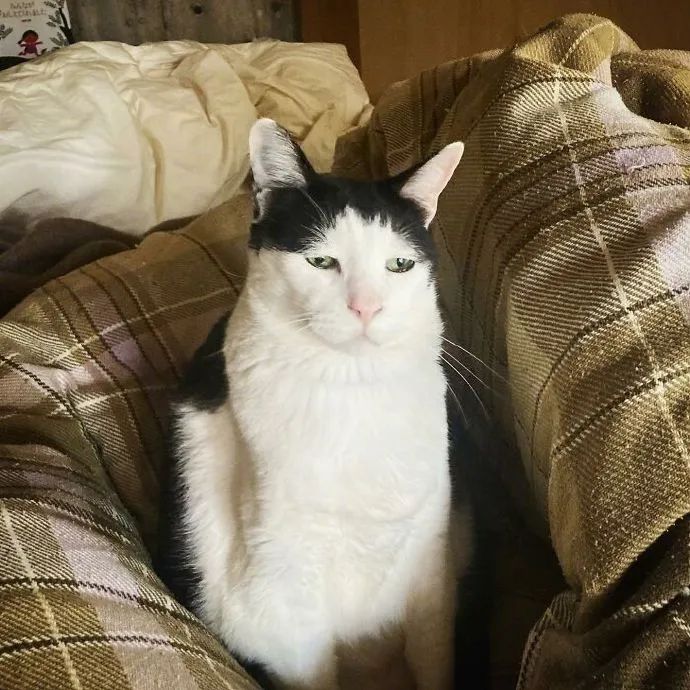 好喜欢丧脸小猫咪!是不是才下班回来|猫_新浪新闻