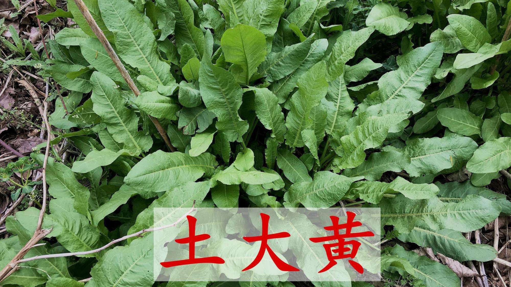 河边长得像菠菜的野菜,管它叫土大黄,拿金子也不换,20元一斤|菠菜|土