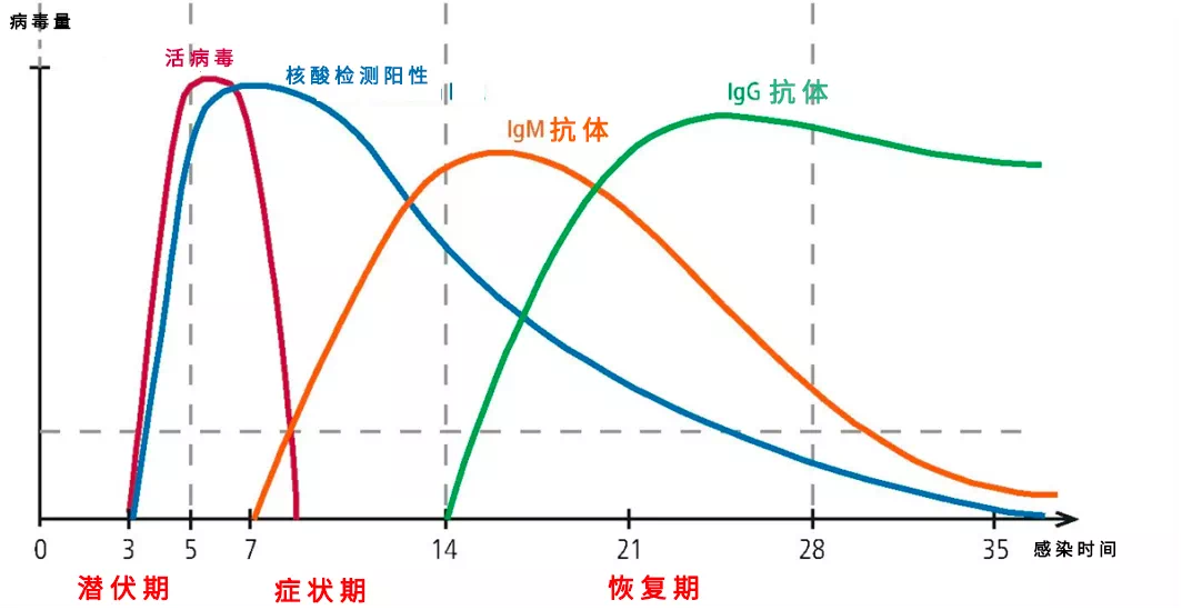 人体接触新冠病毒不同时期的免疫状态图.通讯员供图