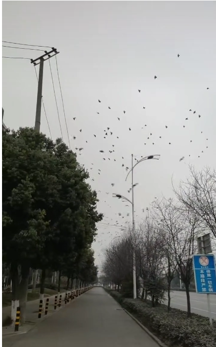 成都街头现“飞鸟撞树”现象，网友疑为灾害前兆？专家：是鸟儿来觅食或找到了夜栖树