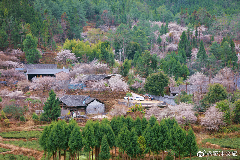腾冲:石头山上的梅花村花开成海