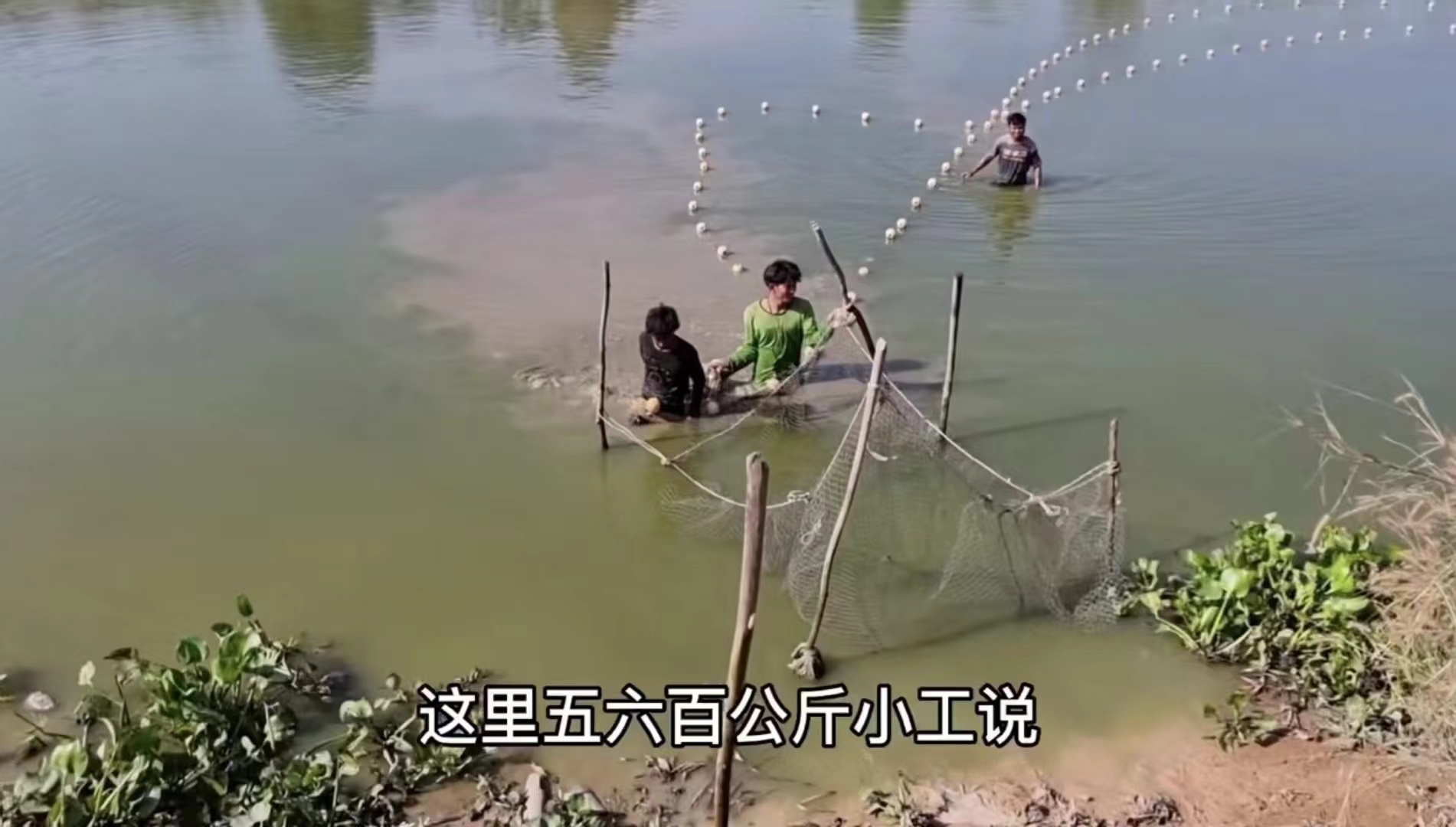 2022年12月，胡晟和阿敏去乡下鱼塘买鱼。工人在鱼塘捞鱼。