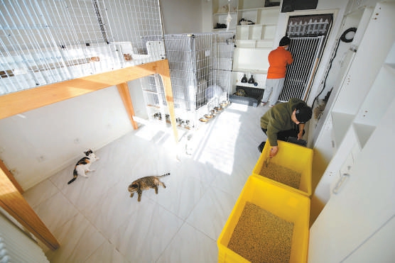 在北京这个小区,藏着一个温暖的"流浪猫之家"|流浪猫|猫|埃文_新浪