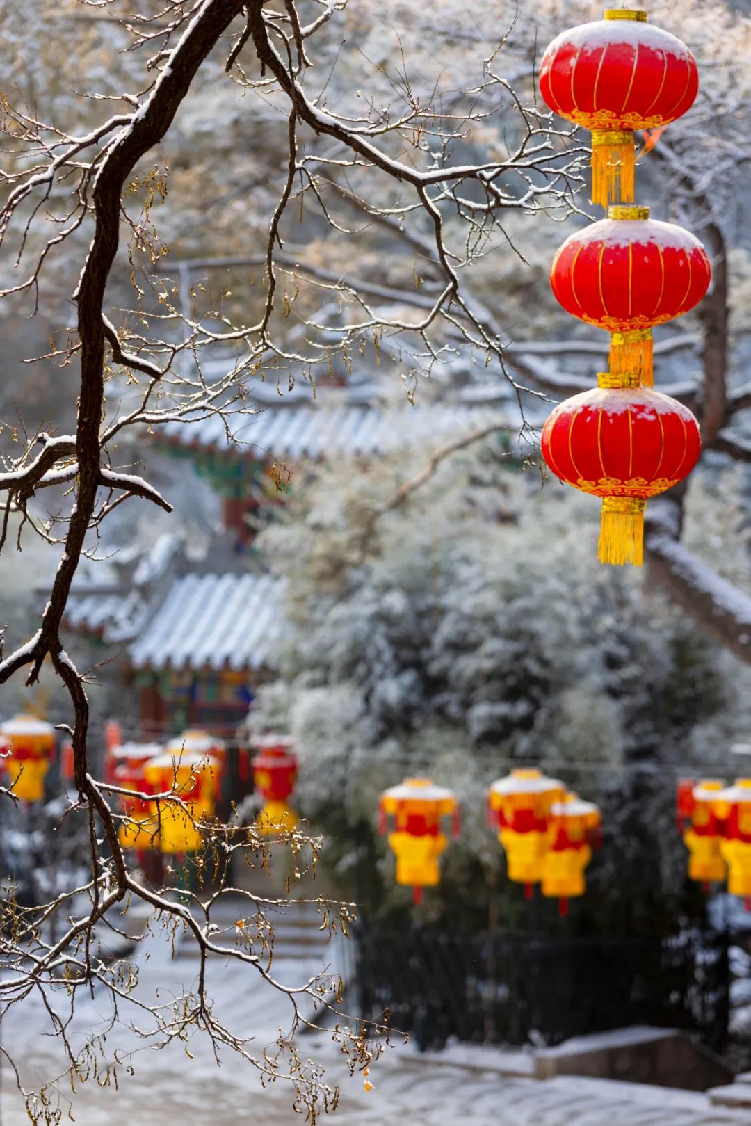 兔年雪景大片出炉~"雪打梅花"绝美!|白雪_新浪财经_新浪网