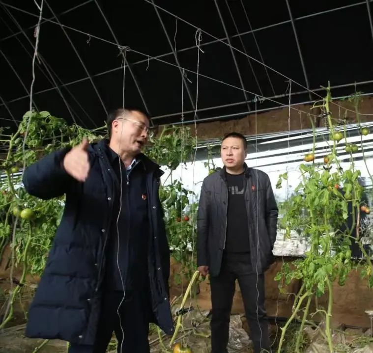 蔬菜种植专家进村“智力帮扶”