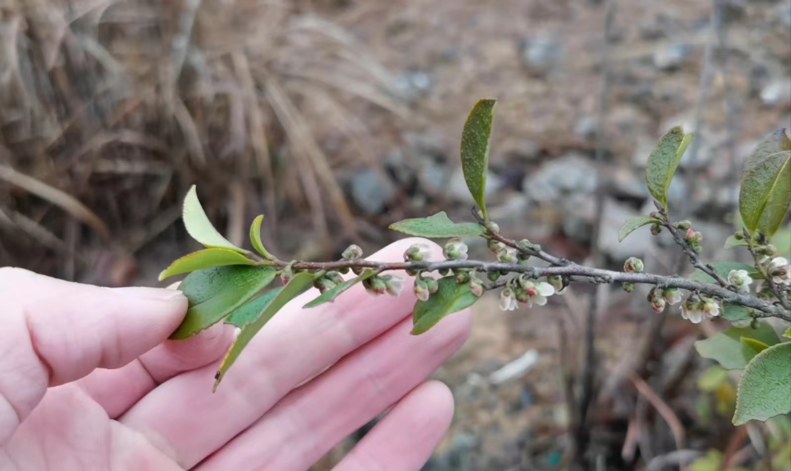 农村有一种植物叫野桂花,很多人听说过,却没见过,长见识了|野桂花
