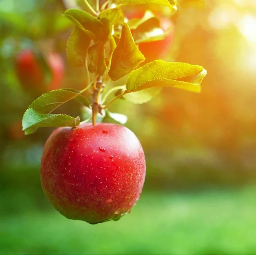 金融圈笑抽了，财经大V炒期货，结果炒成果农！交割了1500吨苹果现货...