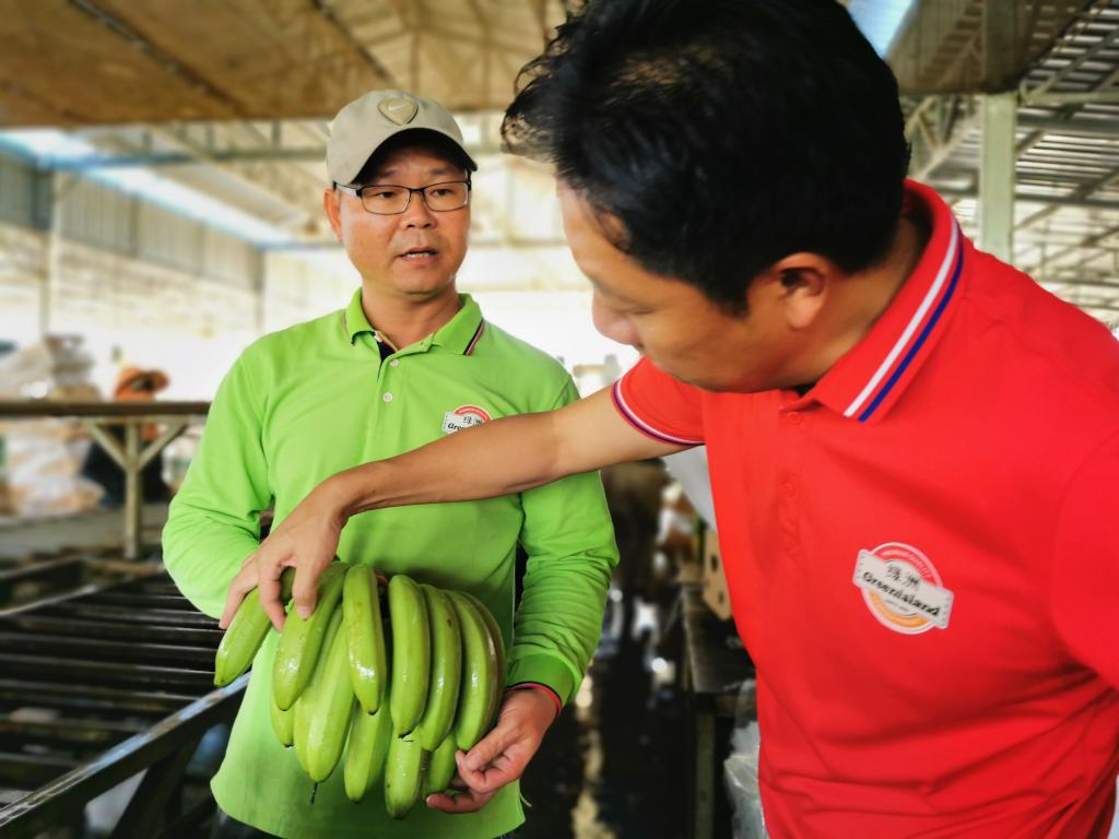 2020年7月16日，在柬埔寨桔井省的柬埔寨—中国热带生态农业合作示范区内，绿洲农业发展（柬埔寨）有限公司总经理高冠华（右）和公司香蕉产业技术副总监吴诚检查香蕉的品质。