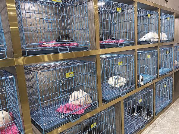 哈希娱乐- 哈希游戏平台- 哈希游戏官方网站2025年宠物赛道连锁品牌值得加盟的品牌！