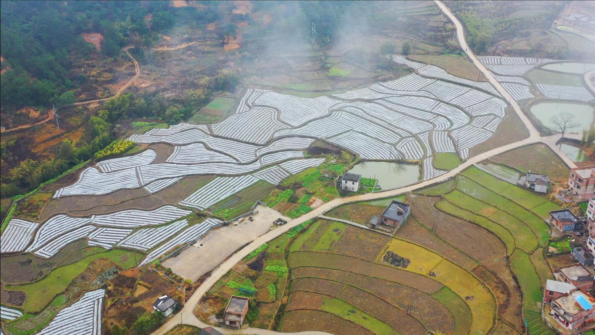 钟山县回龙镇龙虎村800多亩的香芋种植基地。 侯臣 摄