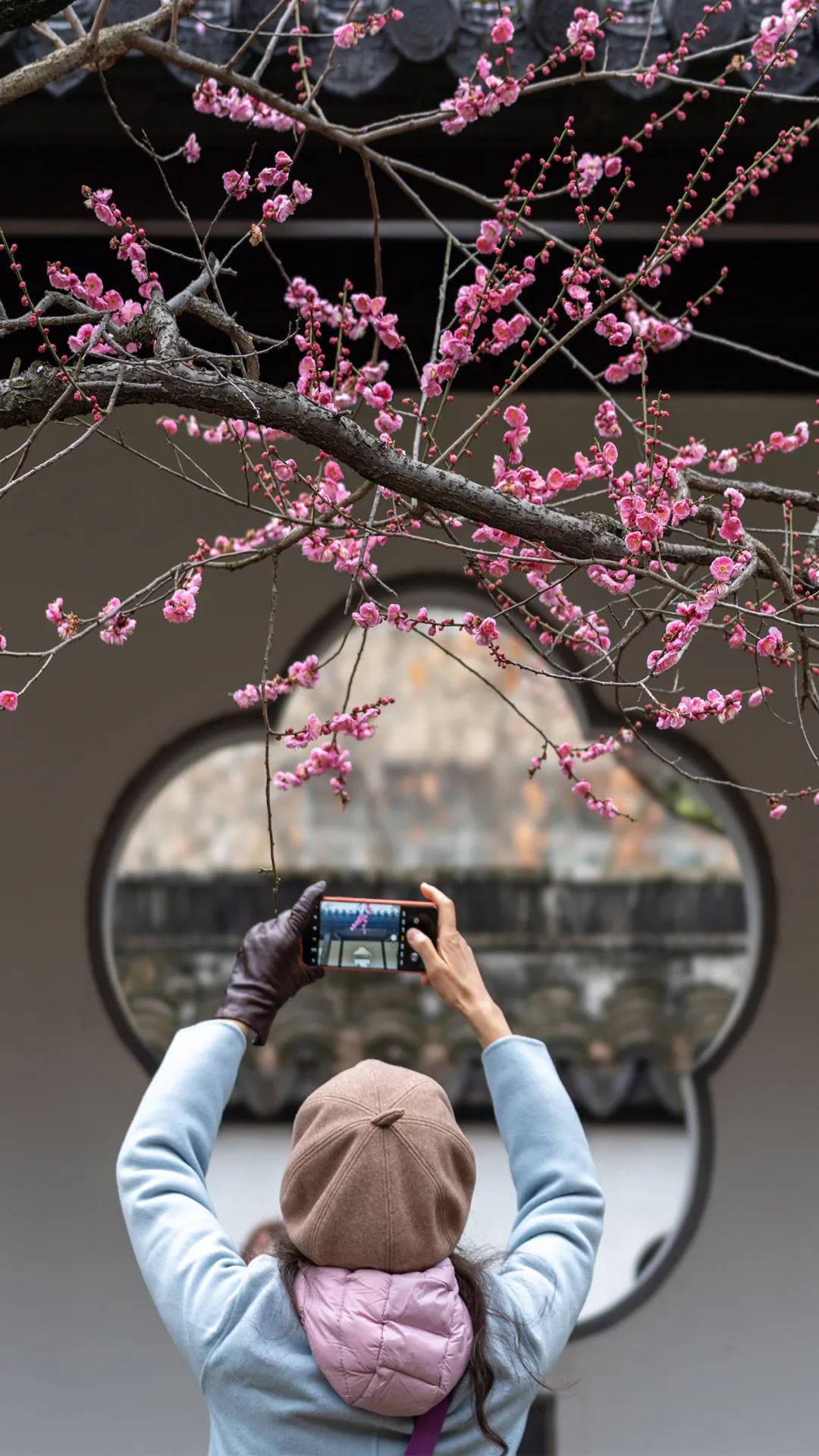 游人在南京市雨花台风景区拍摄梅花.