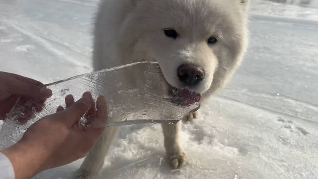 旺旺碎冰冰表情包狗图片