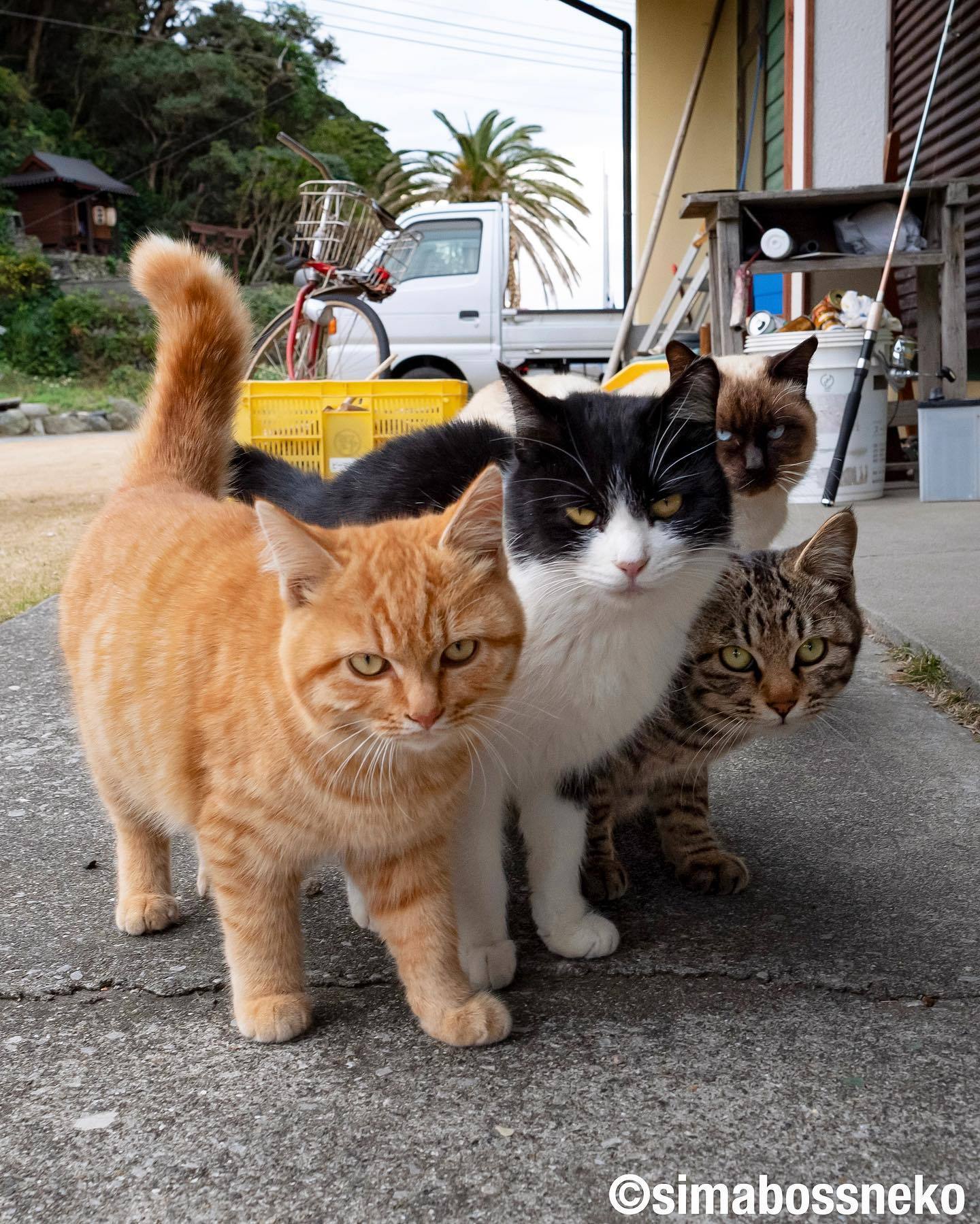 社会喵 by simabossneko|社会_新浪新闻