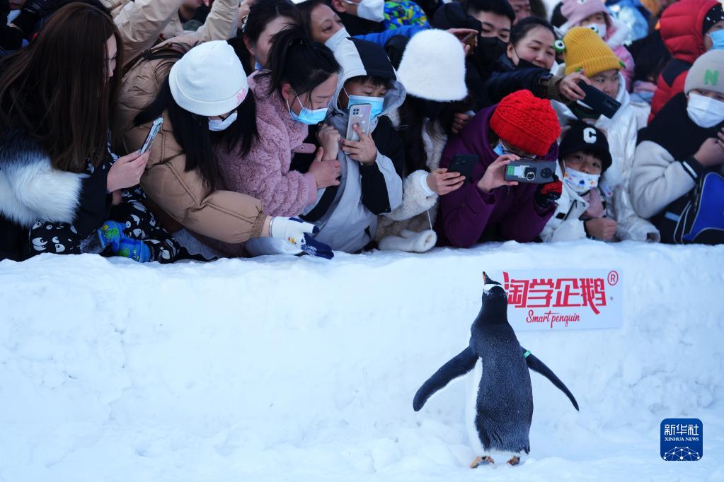 哈尔滨:企鹅"巡游"引客来---2月12日,哈尔滨极地公园的企鹅外出"巡游"