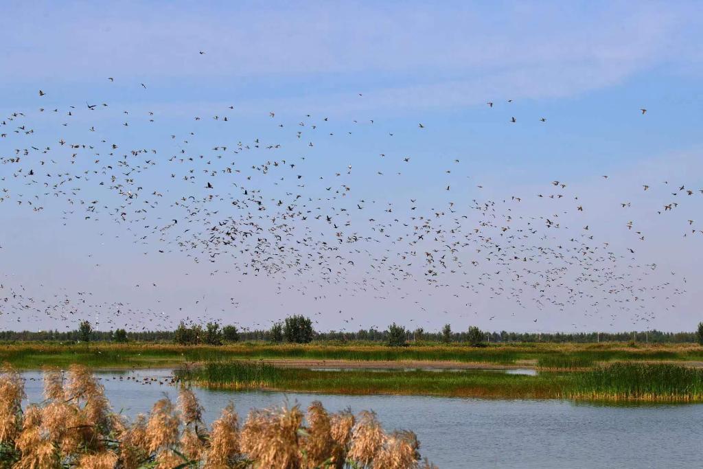 图为大黄堡湿地一景.(武清区委宣传部供图)