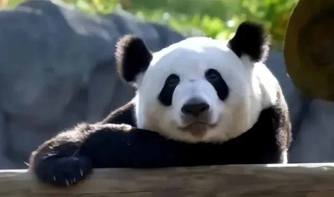 归国两年焕新颜 大熊猫丫丫从瘦骨嶙峋到珠圆玉润