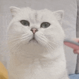 表情包 | 看啥呢?给我看看 拿图点赞,吱声