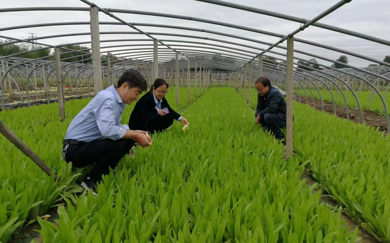 邯郸市永年区委书记马洪广:一号文件为乡村振兴工作指明了方向