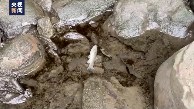 脱轨前就已起火？剧毒影响几何？专家建议：短期别喝这地产的牛奶饮料！