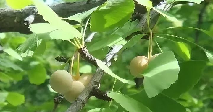 白果，咱老百姓有4步祛毒法，药食两用，能用于祛斑、支气管炎|材料|银杏_新浪新闻