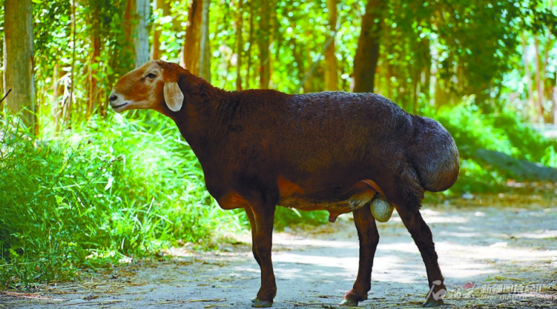 我区皮山红羊已向国家畜禽遗传资源委员会上报新发现资源申报鉴定材料