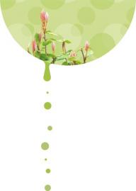 老鷹茶。黃剛 攝