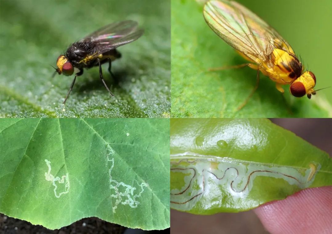 栽种铁线莲、番茄很容易感染潜叶蝇,除了喷药,挂上黄板也管用