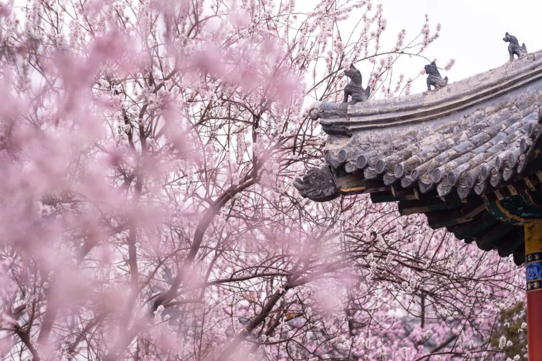 运河桃花节时间定了!