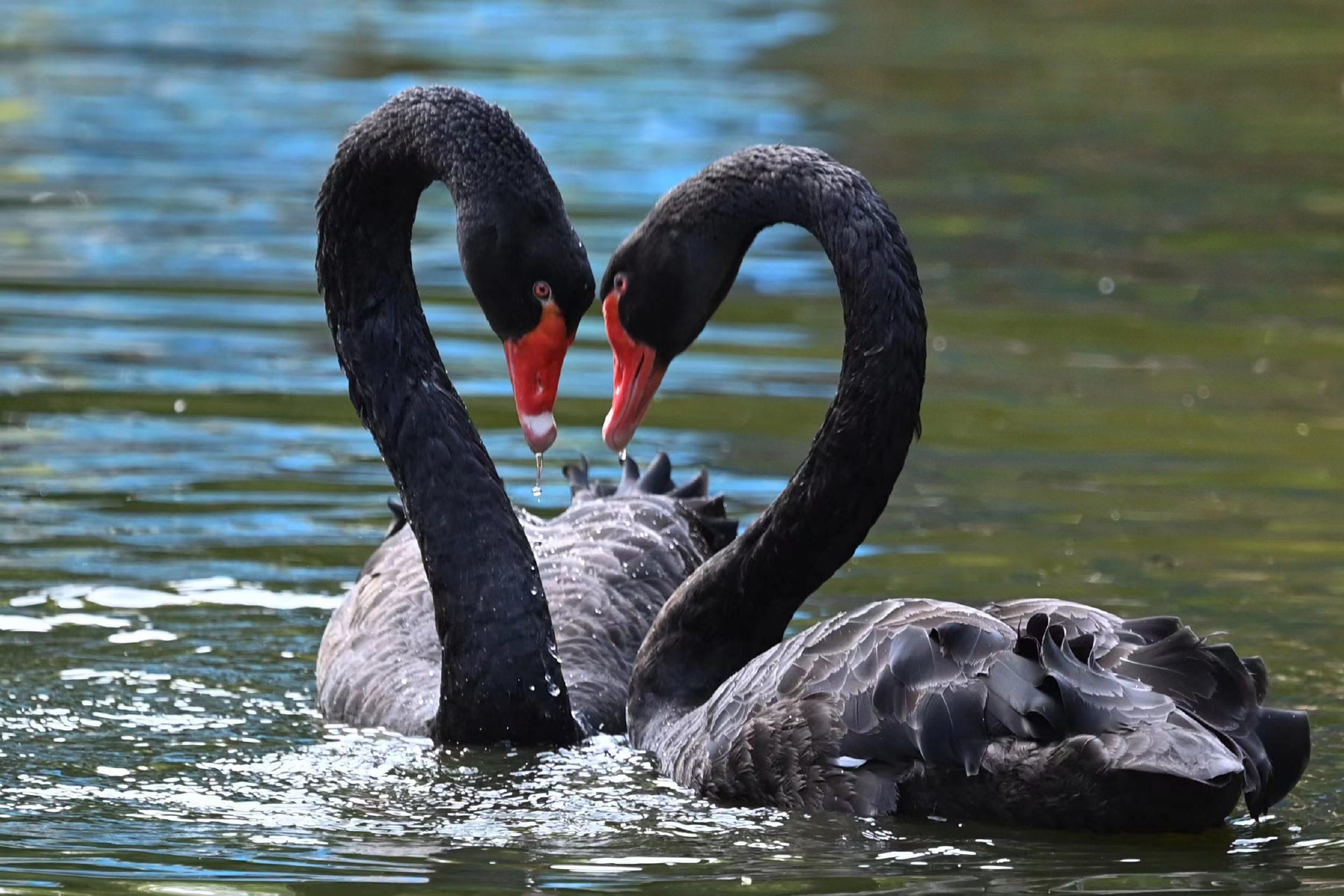 深圳野生动物园动物花式秀恩爱