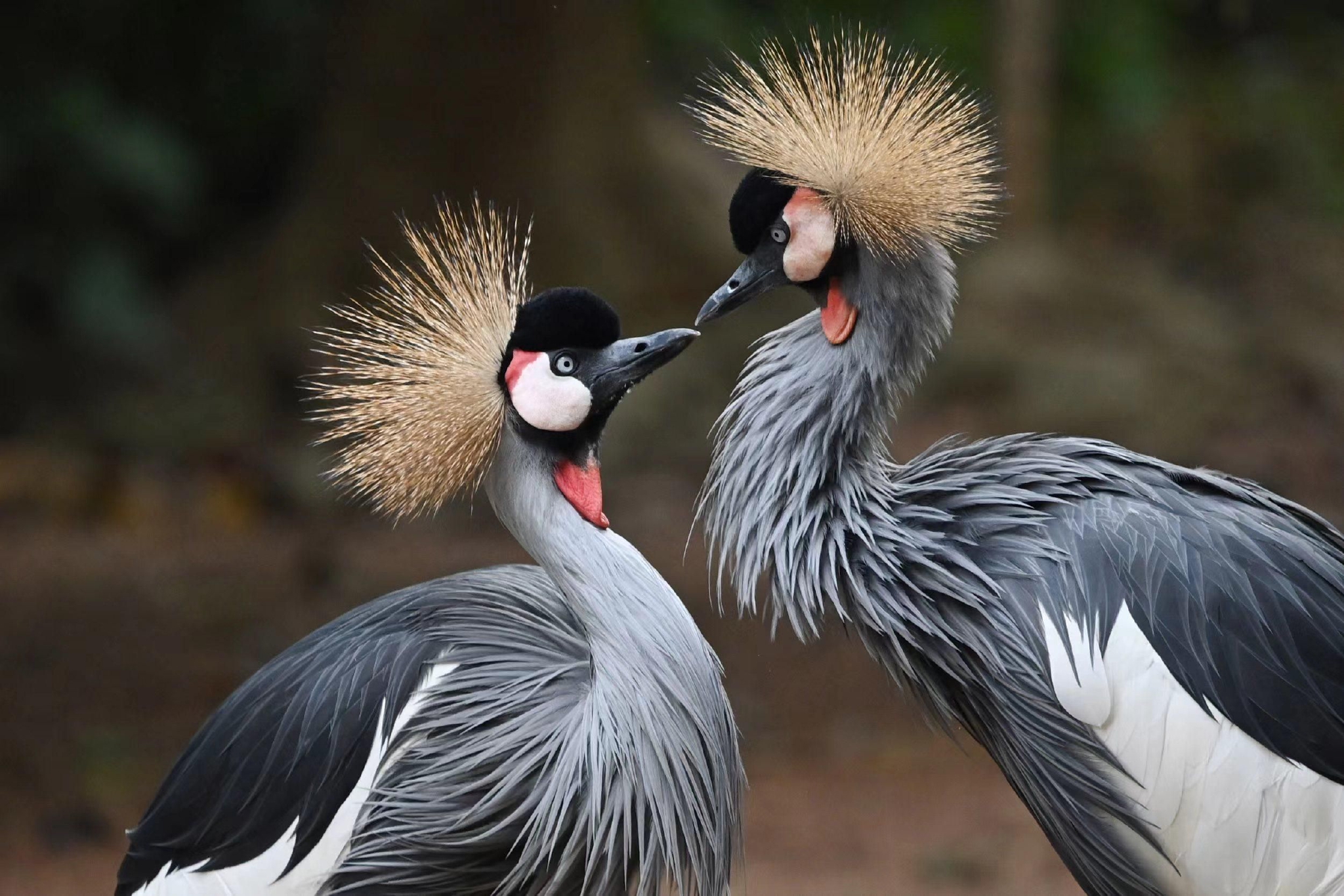 深圳野生动物园动物花式秀恩爱