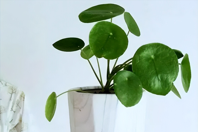 鏡面草，英文名為Chinese money plant（中國金錢草）