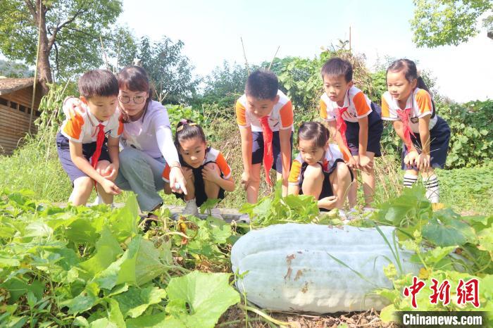 资料图：杭州市富阳区富春第七小学开展劳动教育实践体验活动。章振乐供图