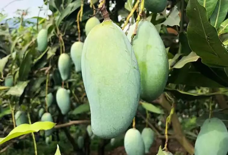 海南金煌芒熟了!个头"比脸还大",爆甜到飞起~-新浪汽车