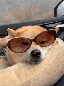 柴犬戴着墨镜坐车,慢慢的就睡着了,好舒服!|柴犬_新浪新闻