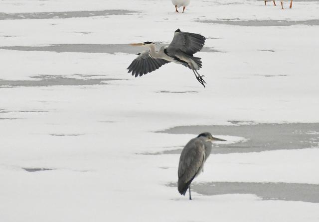 苍鹭和朱鹭体型对比 谁能吞下鳄鱼和蛇鳗