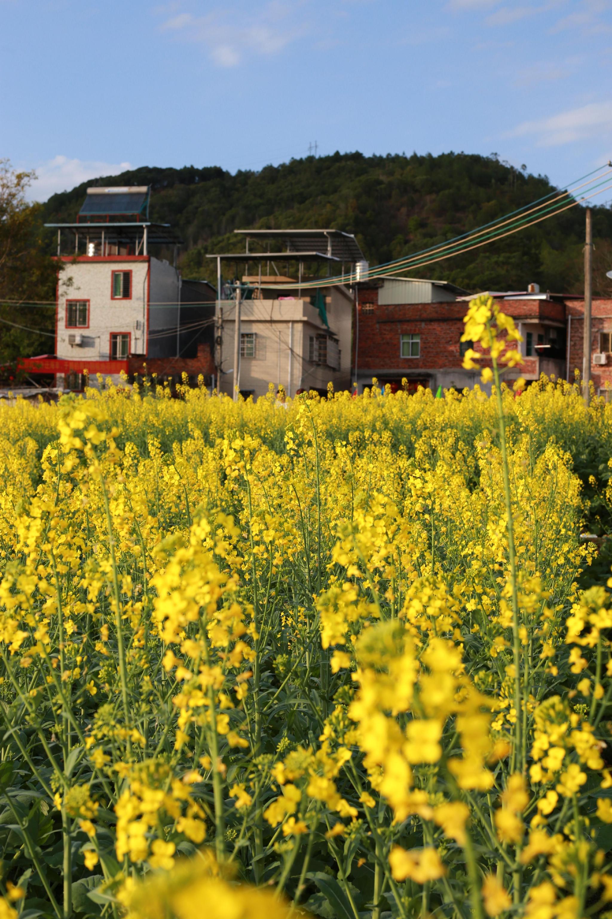 【中英双语】梅州石月村:油菜花开春意浓,田园风景美如画|梅州市|油菜