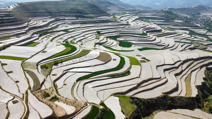   这是2022年5月17日拍摄的甘肃省天水市武山县马力镇万亩玉米种植基地景象（无人机照片）。新华社记者姜伟超 摄